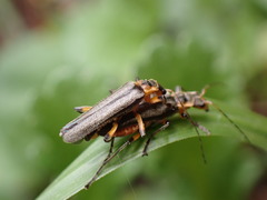 Lycocerus gressitti