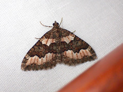 Chrysolarentia gypsomela