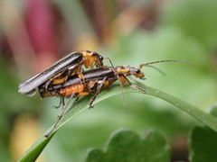 Lycocerus gressitti