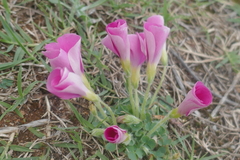 Oxalis imbricata