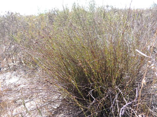 Image of Restio impolitus by (c) Jacques van der Merwe, some rights reserved (CC BY-SA)