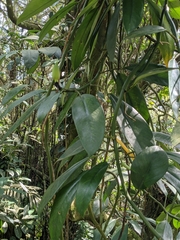 Rhaphidophora hongkongensis