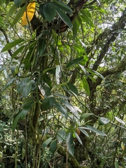 Rhaphidophora hongkongensis