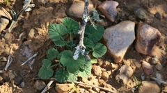 Pelargonium odoratissimum