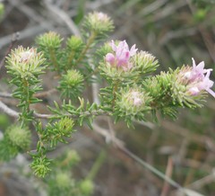Phylica gnidioides