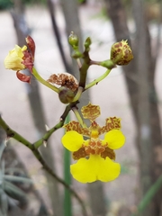Trichocentrum cebolleta