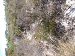 Thamnochortus punctatus