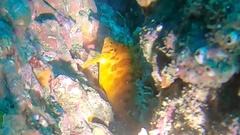 Cirrhitichthys aureus