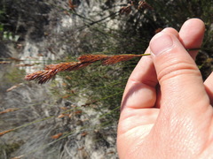 Thamnochortus punctatus
