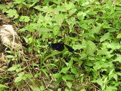 Euploea eunice hobsoni