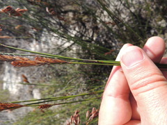 Thamnochortus punctatus