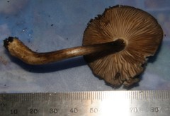 Pluteus microspermus