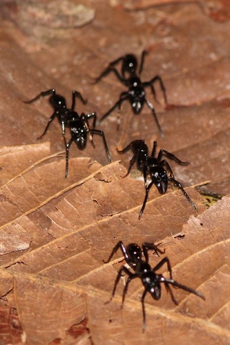 Neoponera commutata