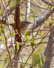 Urosphena squameiceps