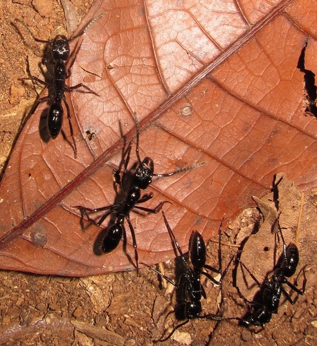 Neoponera commutata