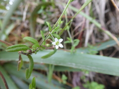 Arenaria lanuginosa