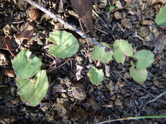 Centella cordifolia