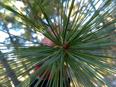 Pinus stylesii