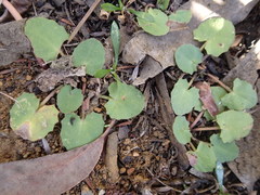 Centella cordifolia