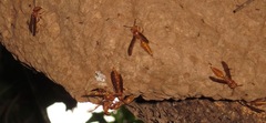 Synoeca virginea