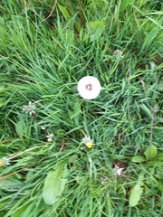 Taraxacum officinale