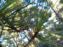 Pinus stylesii