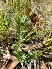 Cryptandra tomentosa