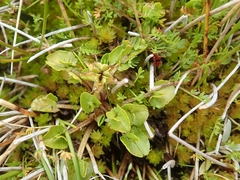 Caltha obtusa