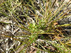 Cryptandra tomentosa