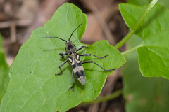Chlorophorus macaumensis