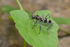 Chlorophorus macaumensis