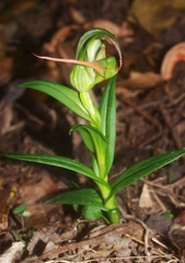 Pterostylis areolata