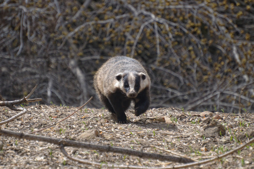 Asian Badger