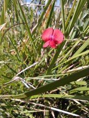 Lathyrus cicera