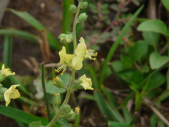 Verbascum coromandelianum