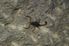 Olivierus caucasicus