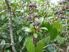 Miconia crocea