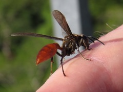 Polybia dimidiata