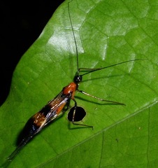 Hiranetis braconiformis