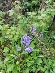 Hyacinthoides non-scripta