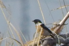Saxicola maurus