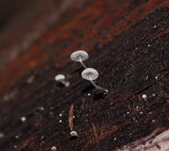 Mycena piringa