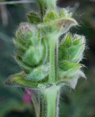 Salvia austriaca
