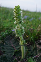 Salvia austriaca