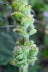 Salvia austriaca