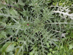 Cirsium vulgare
