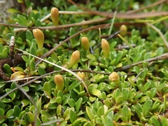 Coprosma perpusilla perpusilla