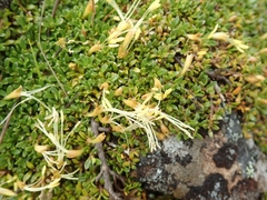 Coprosma perpusilla perpusilla