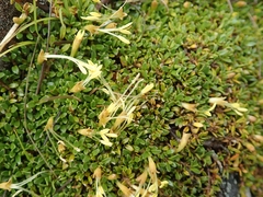 Coprosma perpusilla perpusilla