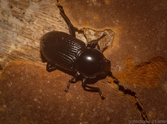 Hydissus feronioides